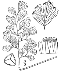 Drawing of adiantum capillus-veneris plant parts